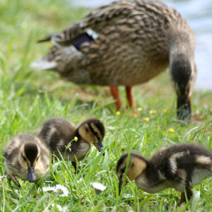 Familienberatung Landry